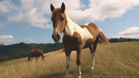 Skewbald horse eating grass near herd while grazing on pasture