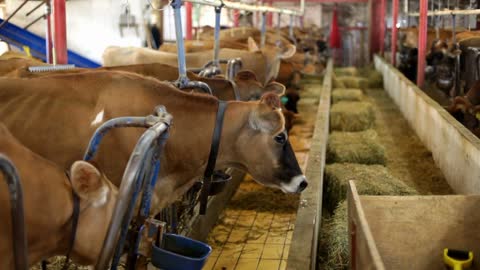 Cow in feeding stall looks away