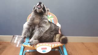 Raccoon opens the bowl, eats only green grapes, and drops the bowl.