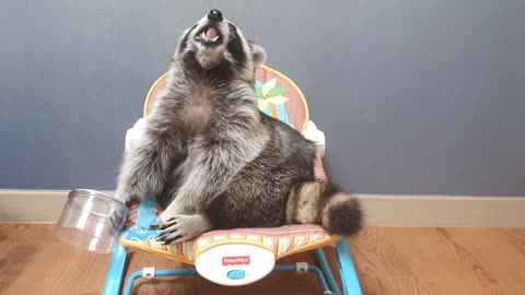 Raccoon opens the bowl, eats only green grapes, and drops the bowl.