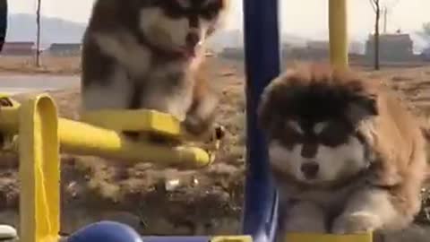 Cute dog swing funny video.