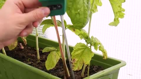 Plant Grafting And More Tips For Your Garden