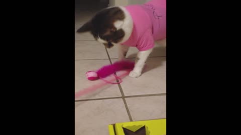 Woman more excited about cat toy than cat is