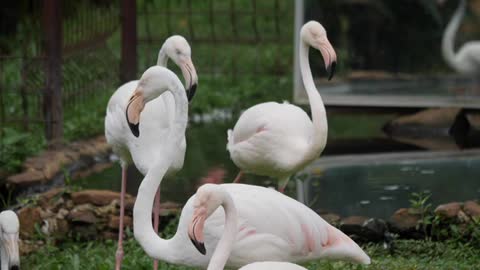 Morning Forest Sleepy White Flamingo