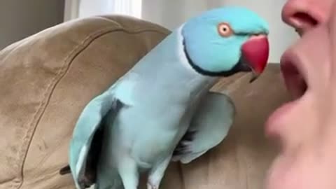 Cute Parrot talks to the lady