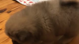 Cute brown fluffly puppy gets up off the floor, can you feel the love song