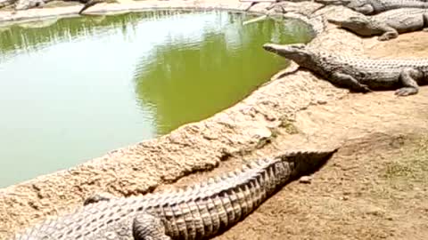 Crocodiles in South Africa