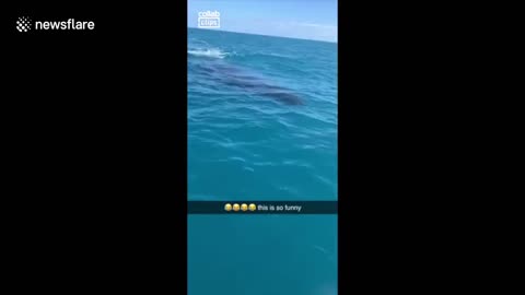 'It's going to hit us!' Girl records moment whale swims towards boat