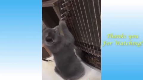 Funny Animal Videos 2020 - Try not to laugh
