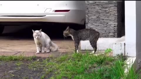 Cats fighting. Cute