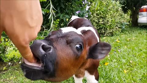 Cute baby animals - Cows Go Moo funny Compilation