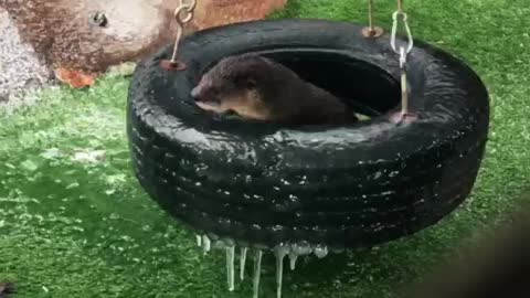 Orphaned otters in Texas totally bewildered by first ice experience