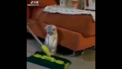 kitten looks at the owner cleaning up