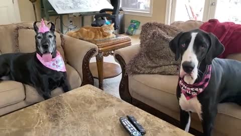 Cat joins Great Danes in singing the Happy Birthday song