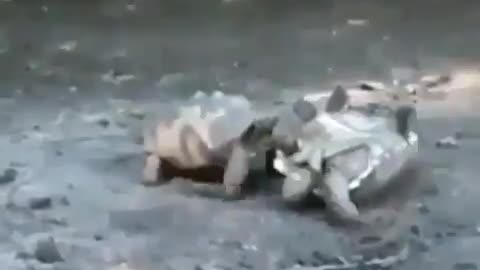 Turtle Flip