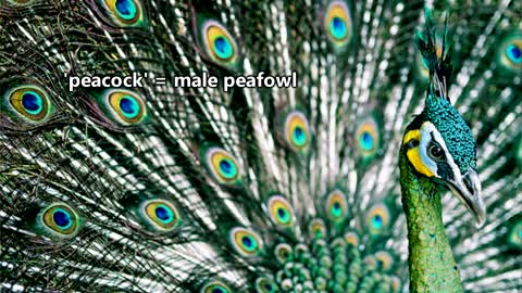 Peacock facts: this should really be pea"fowl" facts... | Animal Fact Files