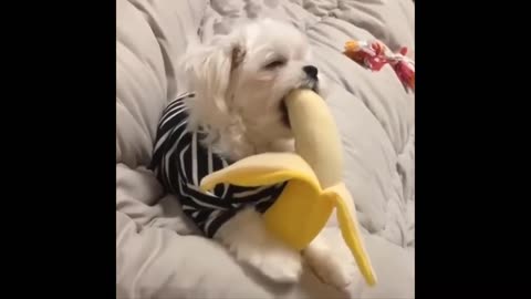 Funny Animals- - Best Of The 2020 Funny Animal Videos
