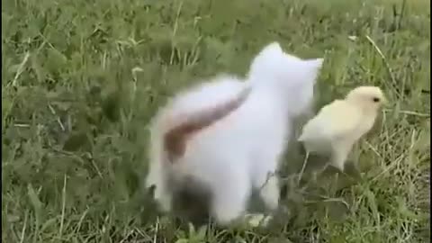 kitten playing with chicks