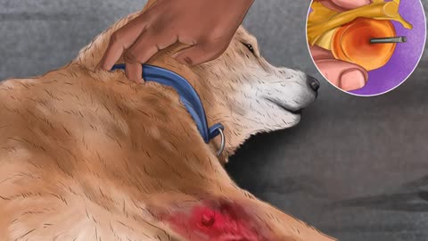 how Know if Your Dog Has a Slipped Disc