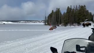Bison Trudge Through Some Seriously Deep Snow
