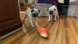 Two Pugs and a Fish