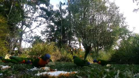 Rainbow lorikeet parrot - paarot spicies (13)