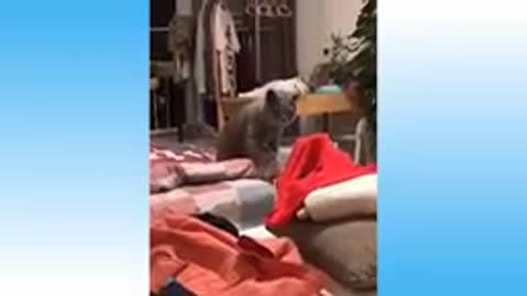 Top Funny Cat Videos of The Weekly 2021@