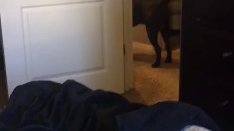 Baby chocolate lab is so excited when he gets to see his daddy