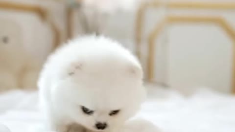 Cute Puppy is feeling alone, and missing someone!