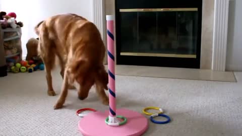 Golden retriever and beagle duo shows off their brilliant range of tricks