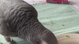 Lovely parrot eats fresh food!