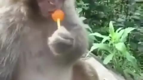Monkey Licking a Lollipop Is The Cutest Thing on Internet Today