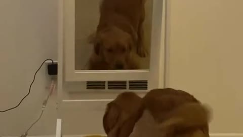 Happy dog has a funny experience with their reflection in the mirror