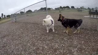 Watch and be amazed at the energy this husky has