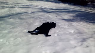 Black Labrador Cannot Get Enough Of Body Sliding In The Snow