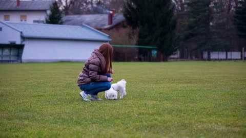 Person play with cute Maltese dog