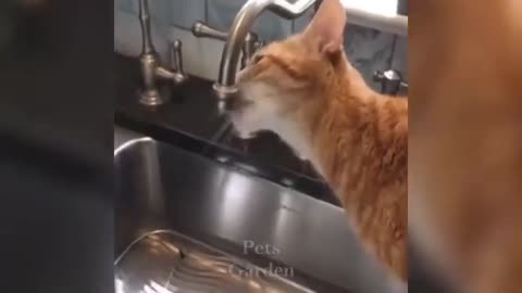 Top funny cat video