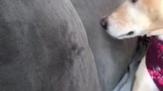 Rayo de luz en un sofá enloquece a un perro