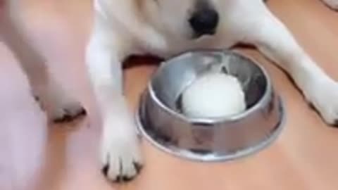 Funny Dog 🐶 Video 2021 Funny Animals😂 Compilation|Its haha time #funnyanimal #funnypets #dogvideo