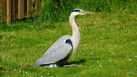 Amazing Wildlife planet earth Birds gray Heron | 4k ultra HD Video