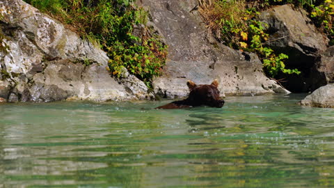 The Diving Bear