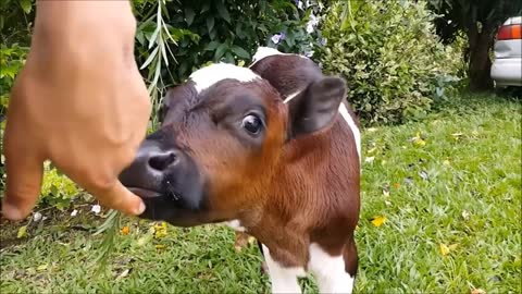 cutetes cow complition