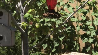 Bees Swarm Hummingbird Feeder