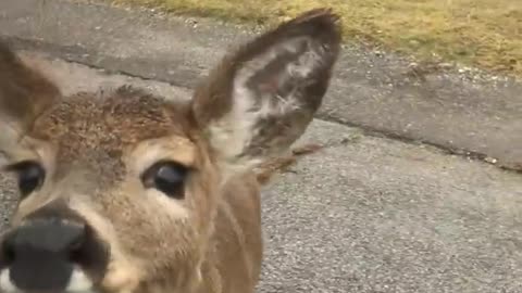 Deer Walks Up to Car Window To Eat Banana! #Animals #Shorts