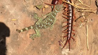 Gecko Can't Escape the Clutches of Giant Centipede