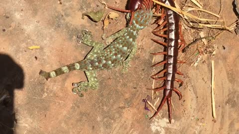 Gecko Can't Escape the Clutches of Giant Centipede