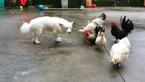 funny dog and chicken gang fight 2021