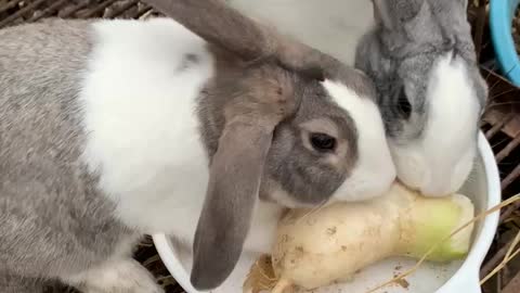 A really cute rabbit is eating!