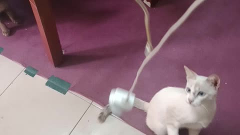 Cat doing funny and fail moment/new version trending