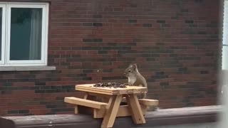 Squirrel Shows off Perfect Table Manners